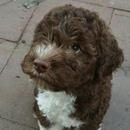 Lagotto Romagnolo Puppies from Flying Curls Lagotto Romagnolo