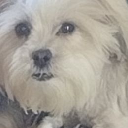 Maltese, Shih Tzus, and Yorkshire Terriers from Puppy Love