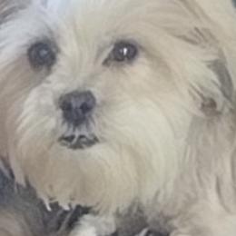 Maltese, Shih Tzus, and Yorkshire Terriers from Puppy Love