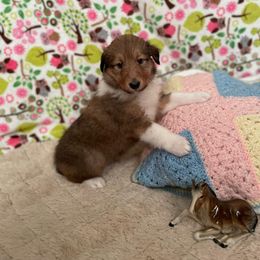 Collie Puppies from Doggy Haven Collies