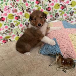 Collie Puppies from Doggy Haven Collies