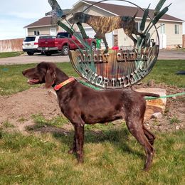 German Shorthaired Pointer All Grown Up from Moody Creek Kennel