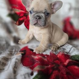 Boy 3 - Blue male French Bulldog puppy in Crane, Missouri from James River French Bulldogs
