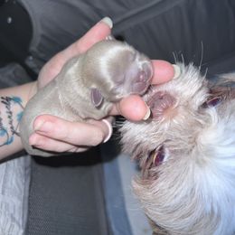 Shih Tzu Puppies from P&B Tzu Tribe