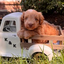 Red boy 2 - Wheaten male Miniature Schnauzer puppy in Pflugerville, Texas from K&K Precious Tx schnauzers