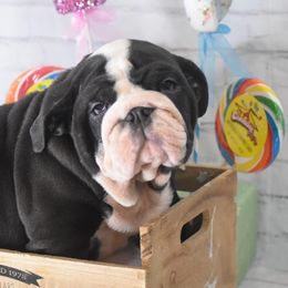 Bulldog Puppies from Dampier Bulldogs Mo
