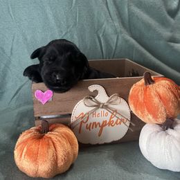 Giant Schnauzer puppies from Elevated Pearl Giants