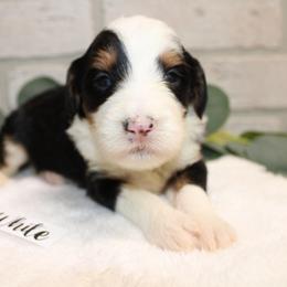 Abstract Female - Tri-color female Bernedoodle puppy in Mississippi from Ewing Acres