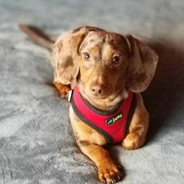 Dachshund Puppies from Countridox Dachshunds