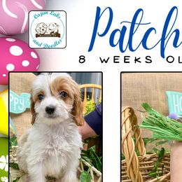 Patch: Apricot & White Parti - Parti Goldendoodle puppy in Raceland, Louisiana from Cajun Doodles