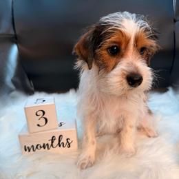 Brown-white parti boy - Parti male Yorkshire Terrier puppy in Machesney Park, Illinois from Three Yorkie Family