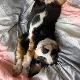 Bernese Mountain Dog Puppies from Joan Rogers