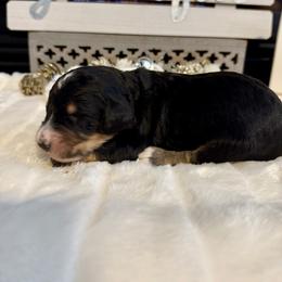 Egg Nog - Tri-color male Bernedoodle puppy in Hegins, Pennsylvania from Bubbling Springs Doodles, LLC