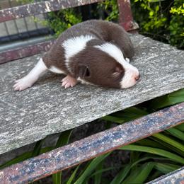 Girl 2 - red and white - White and red merle female Border Collie puppy in Minden, Iowa from Rocking N Registered Border Collies & Labradors