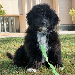 Rodeo - Black and white male Aussiedoodle puppy in Shiocton, Wisconsin from White Star Acres