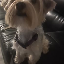 Charm - Yorkshire Terrier