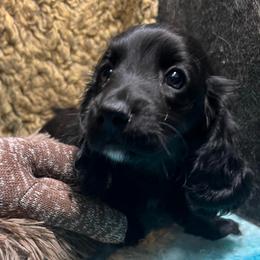 Shamu - Black female Dachshund puppy in Bigfork, Minnesota from Dachshunds Up North