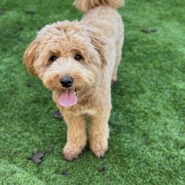 Ginger - Goldendoodle