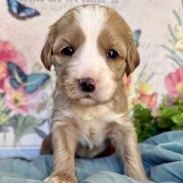 Chia - Red and white female Cockapoo puppy in Roseville, California from Darby Park Doodles