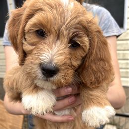 Rose - Red  female Goldendoodle puppy in Morriston, Florida from Florida's Joyful Goldendoodles