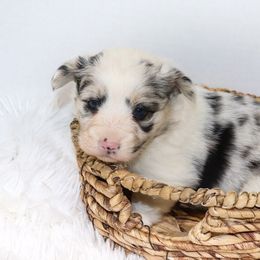 Diamond - Blue merle and white American Corgi puppy in Stilwell, Oklahoma from Barton Farms Corgis