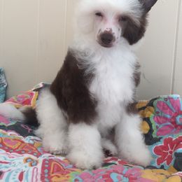 Chinese Crested Puppies from Jewels Chinese Cresteds