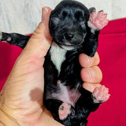 Sasha - Black female Miniature Schnauzer puppy in Lufkin, Texas from Texas Lil Cowdogs