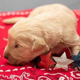 Mr. Pink - Golden male Golden Retriever puppy in Brentwood, California from Golden M Family Farms