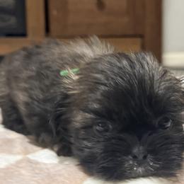 Bo - Gold male Shih Tzu puppy in Kc, Missouri from Snookums Shih Tzu