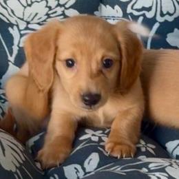 Tinsel - Cream male Dachshund puppy in Vero Beach, Florida from Joseph’s Dachshunds