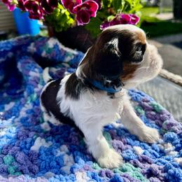 BamBam - Brindle and white male Cavatzu puppy in Saint Paul, Minnesota from Amy’s Puppy Tzu