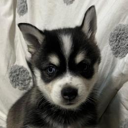 Little Boy - Black and white male Alaskan Klee Kai puppy in Little Elm, Texas from Lakeside Alaskan Klee Kai