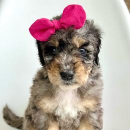 Skye - Blue merle female Bernedoodle puppy in Pulaski, Tennessee from Doodle My Heart
