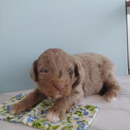Rosie - Red merle female Aussiedoodle puppy in Apache Junction, Arizona from Loving Doodle