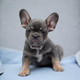 Jacob - Blue fawn male French Bulldog puppy in Austin, Texas from Ward's Frenchies 2 Yours