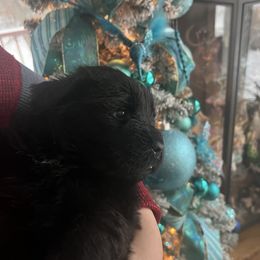 Newfoundland Puppies from Burning Embers Newfoundlands