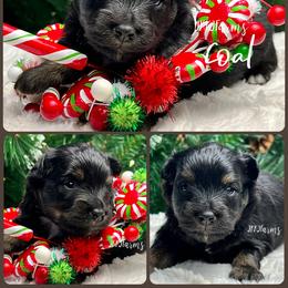 (1) Coal, BTM - Black tri male Miniature American Shepherd puppy in Huntington, Texas from JKKJ Farms