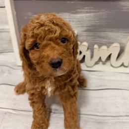 Kisses - Red  female Goldendoodle puppy in Bradenton, Florida from Christianna’s Mini Goldendoodles