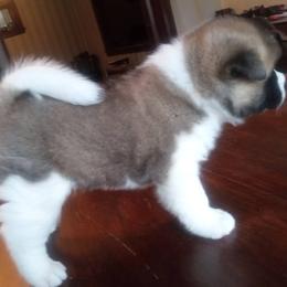 Boy 2 - Fawn male Akita puppy in Granbury, Texas from Folklore Akitas
