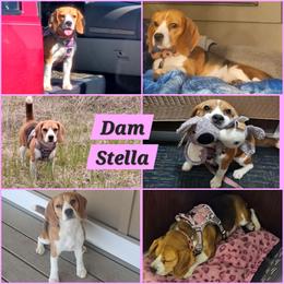 Stella - Beagle