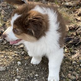 Australian Shepherd Puppies from AD's Australian Shepherds