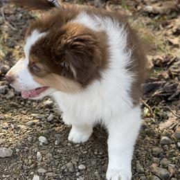 Australian Shepherd Puppies from AD's Australian Shepherds