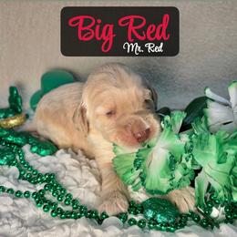 Big Red - Cream male Australian Labradoodle puppy in Richmond, Kentucky from Happy Time Doodles