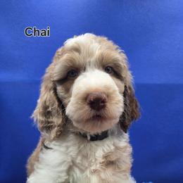 Chai - Parti male Goldendoodle puppy in Summerville, South Carolina from Channys Doodles