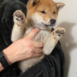 Shiba Inu Puppies from Kokuryuu Shibas
