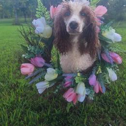 Paris - Poodle