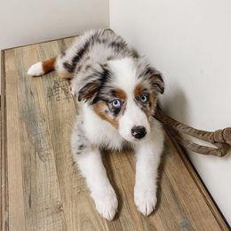 Australian Shepherd Puppies from Aus Cal (Aussies of SoCal)