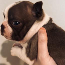 Bootsie double dot red boy - Red male Boston Terrier puppy in Yakima, Washington from Barnett’s AKC Boston Terriers