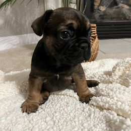 French Bulldog Puppies from Elite Frenchies of NC