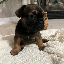 French Bulldog Puppies from Elite Frenchies of NC